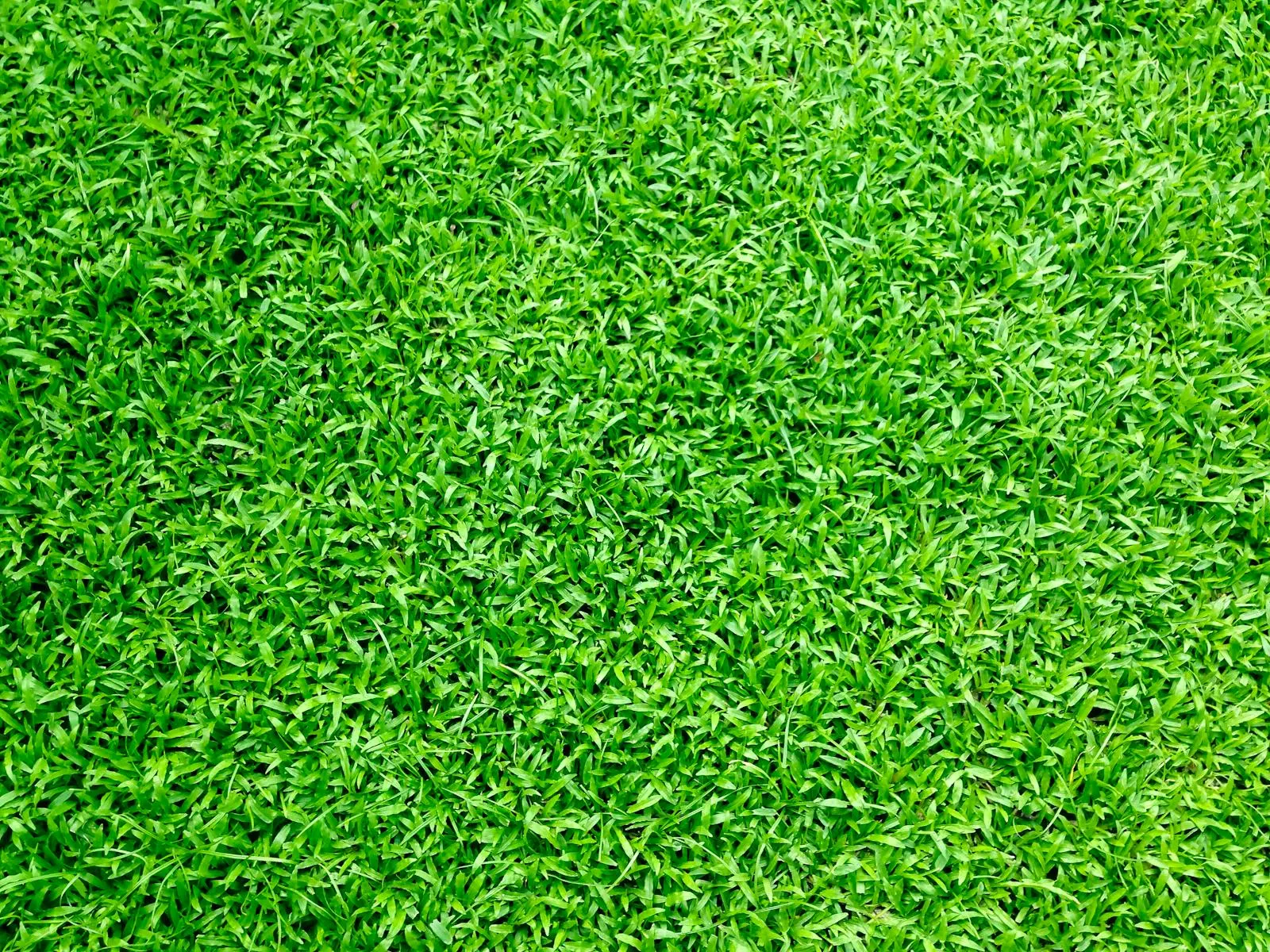 Close-up of bright green lawn